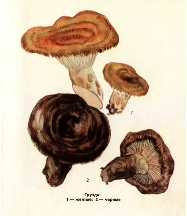 К. Шульга - Грибы наших лесов - Страница № 57