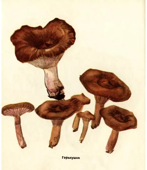 К. Шульга - Грибы наших лесов - Страница № 62