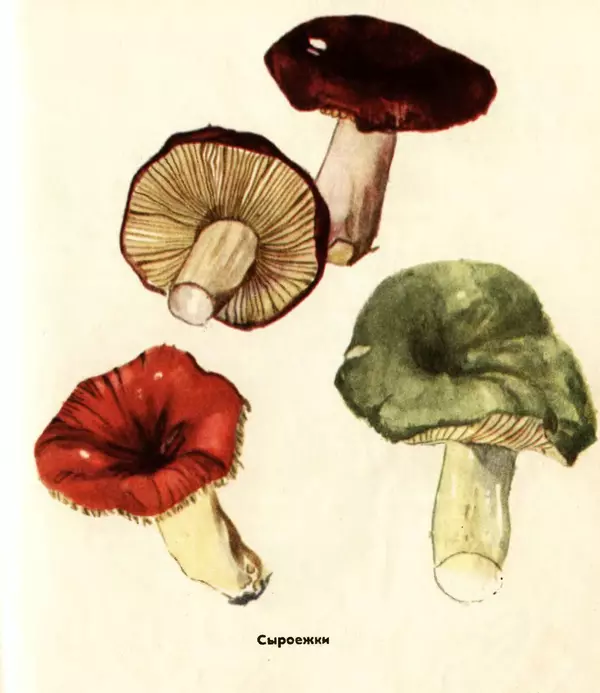 К. Шульга - Грибы наших лесов - Страница № 63