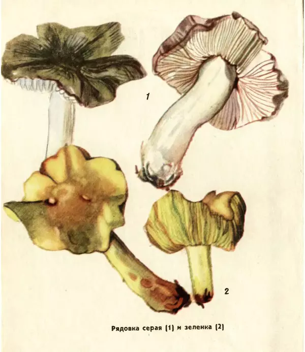 К. Шульга - Грибы наших лесов - Страница № 64