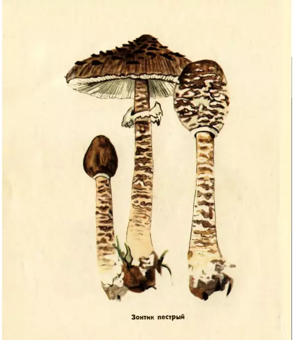 К. Шульга - Грибы наших лесов - Страница № 98