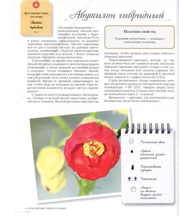 Дарья Князева - Красивоцветущие комнатные растения - Страница № 5