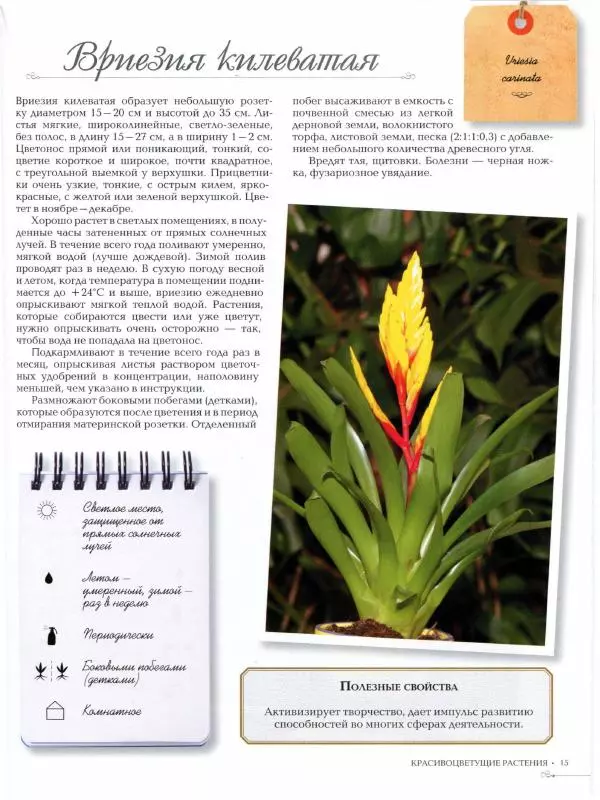 Дарья Князева - Красивоцветущие комнатные растения - Страница № 16