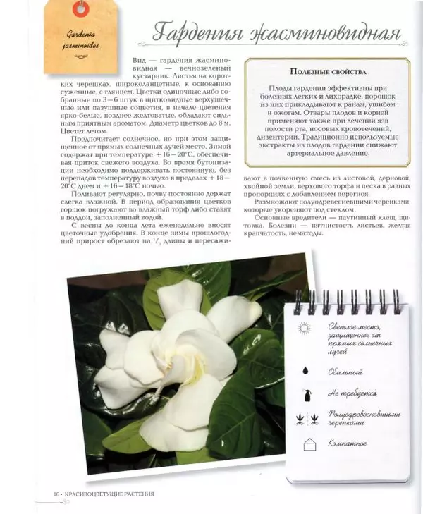 Дарья Князева - Красивоцветущие комнатные растения - Страница № 17
