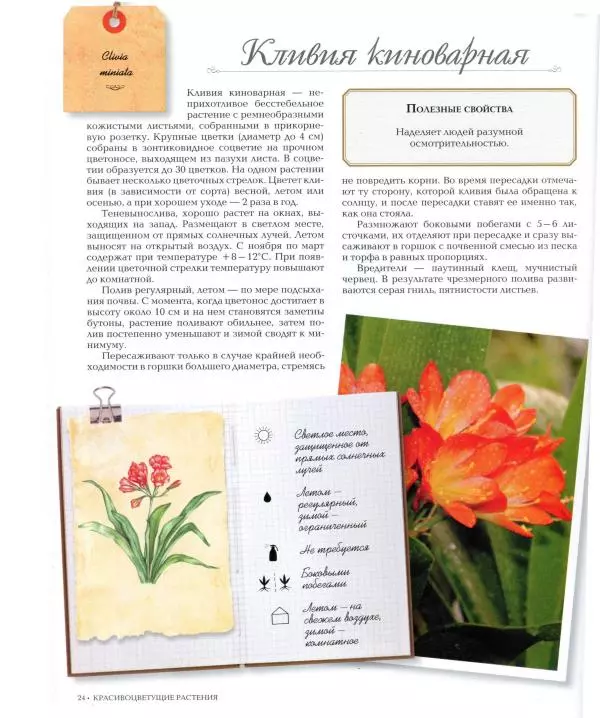 Дарья Князева - Красивоцветущие комнатные растения - Страница № 25