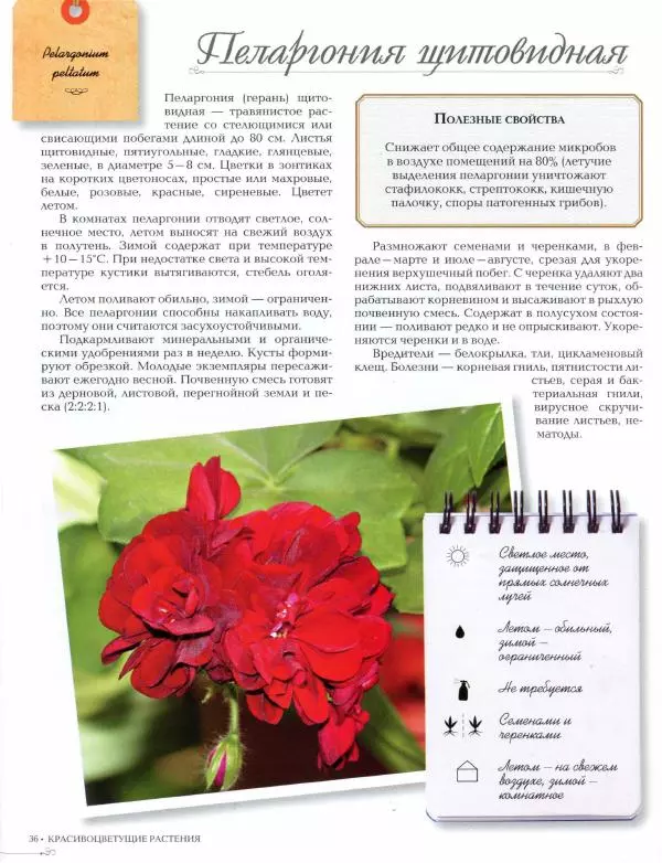 Дарья Князева - Красивоцветущие комнатные растения - Страница № 38