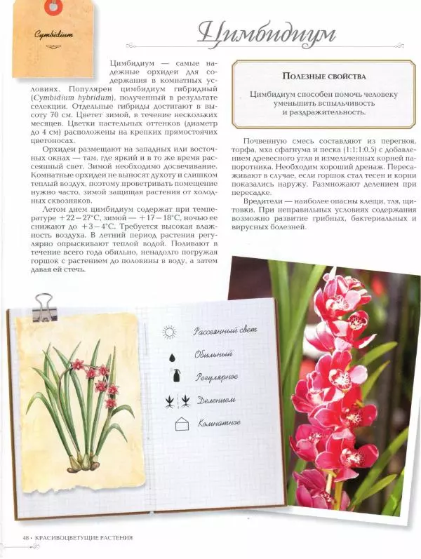 Дарья Князева - Красивоцветущие комнатные растения - Страница № 50