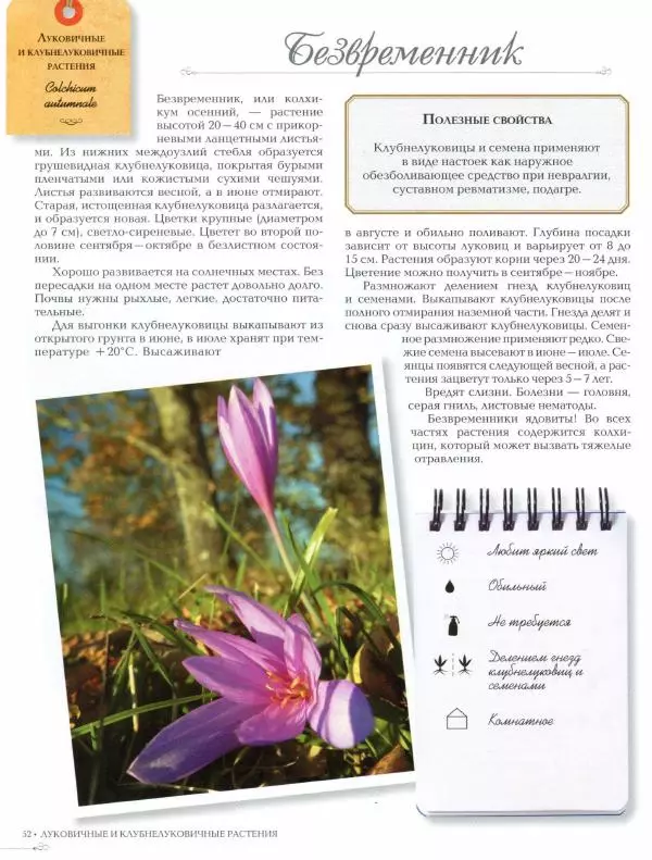 Дарья Князева - Красивоцветущие комнатные растения - Страница № 54