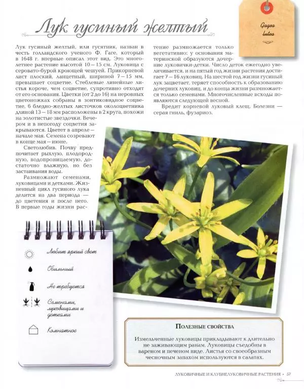 Дарья Князева - Красивоцветущие комнатные растения - Страница № 59