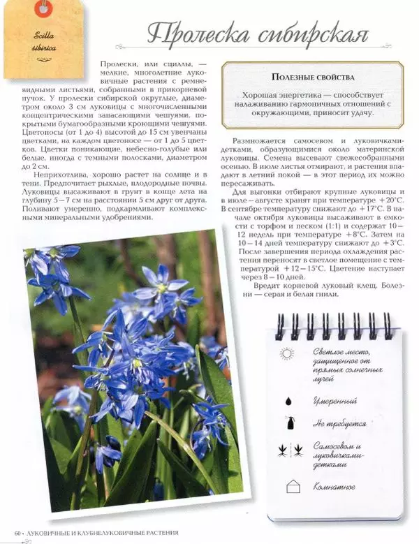 Дарья Князева - Красивоцветущие комнатные растения - Страница № 62