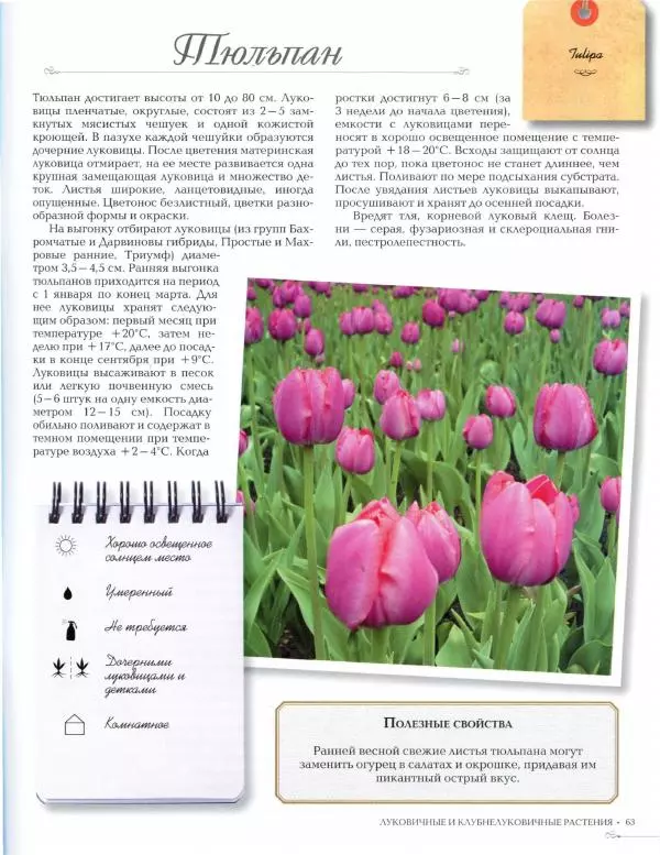 Дарья Князева - Красивоцветущие комнатные растения - Страница № 65