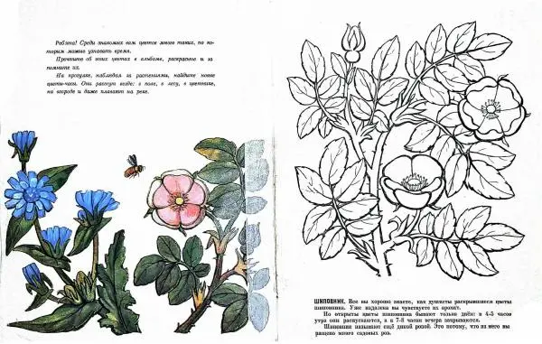 Ольга Никифорова - Цветочные часы - Страница № 2