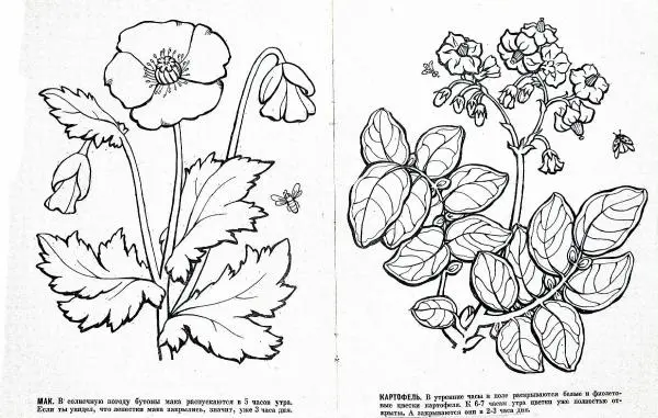 Ольга Никифорова - Цветочные часы - Страница № 4