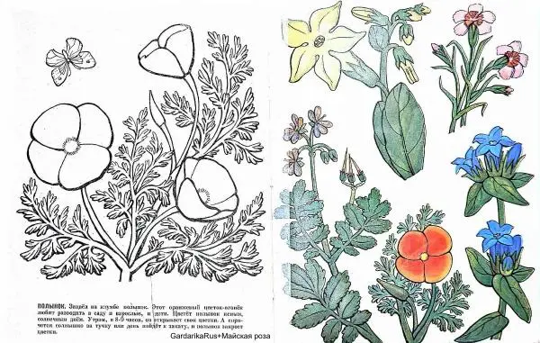 Ольга Никифорова - Цветочные часы - Страница № 10