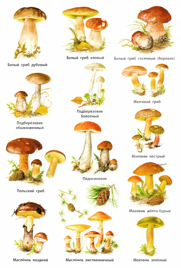 Мария Сергеева - Грибы съедобные и несъедобные  - Страница № 50