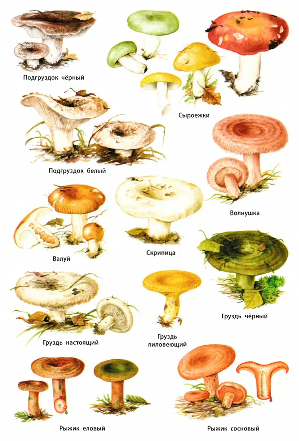 Мария Сергеева - Грибы съедобные и несъедобные  - Страница № 51