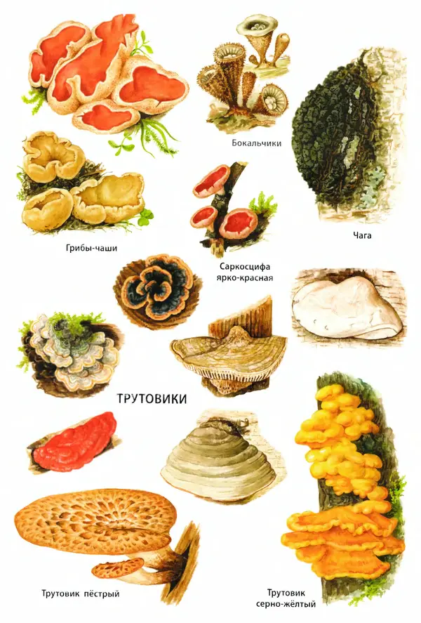 Мария Сергеева - Грибы съедобные и несъедобные  - Страница № 54