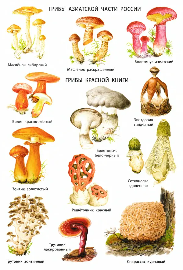 Мария Сергеева - Грибы съедобные и несъедобные  - Страница № 57