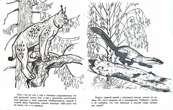 Тамара Соколовская - Путешествие по заповеднику - Страница № 4