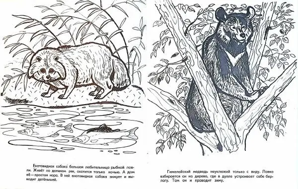 Тамара Соколовская - Путешествие по заповеднику - Страница № 5