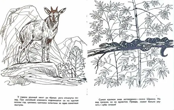 Тамара Соколовская - Путешествие по заповеднику - Страница № 7