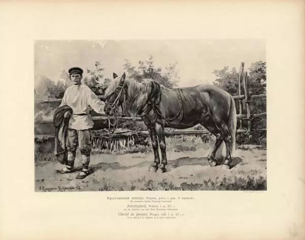 Н. Гулькевич - Типы и породы лошадей Российской Империи - Страница № 6
