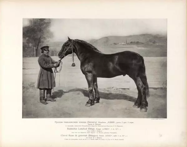 Н. Гулькевич - Типы и породы лошадей Российской Империи - Страница № 9