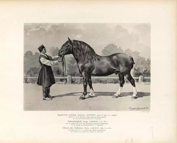 Н. Гулькевич - Типы и породы лошадей Российской Империи - Страница № 10