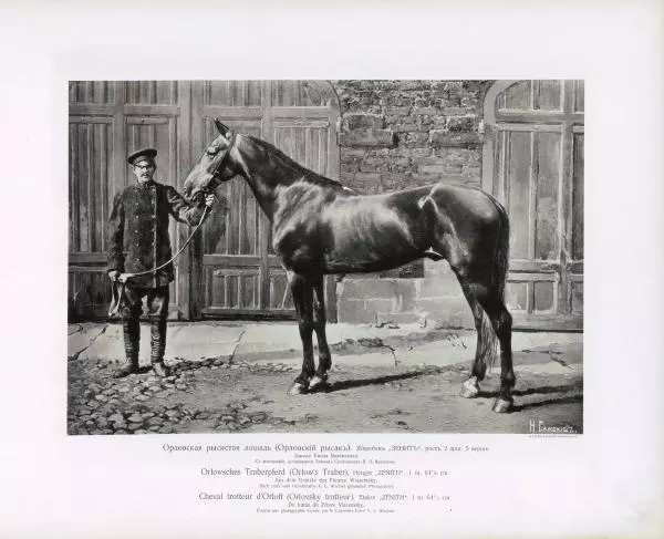 Н. Гулькевич - Типы и породы лошадей Российской Империи - Страница № 13