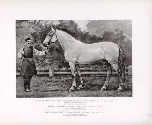 Н. Гулькевич - Типы и породы лошадей Российской Империи - Страница № 16