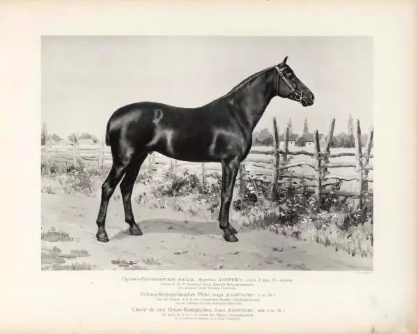 Н. Гулькевич - Типы и породы лошадей Российской Империи - Страница № 20