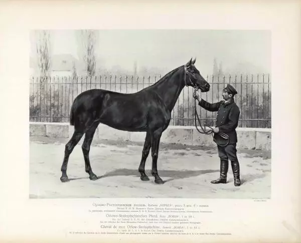 Н. Гулькевич - Типы и породы лошадей Российской Империи - Страница № 21