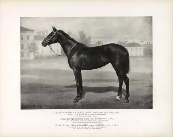 Н. Гулькевич - Типы и породы лошадей Российской Империи - Страница № 22