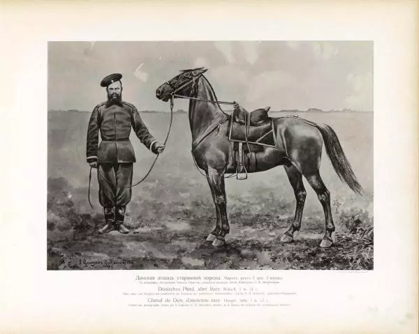 Н. Гулькевич - Типы и породы лошадей Российской Империи - Страница № 24