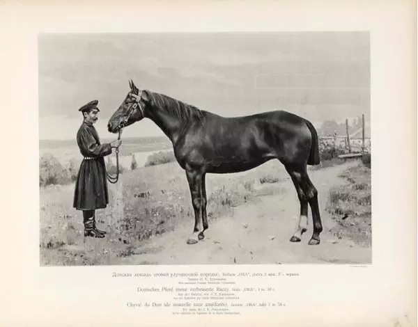 Н. Гулькевич - Типы и породы лошадей Российской Империи - Страница № 26