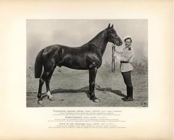 Н. Гулькевич - Типы и породы лошадей Российской Империи - Страница № 31