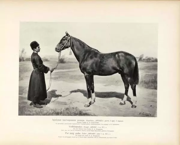 Н. Гулькевич - Типы и породы лошадей Российской Империи - Страница № 42