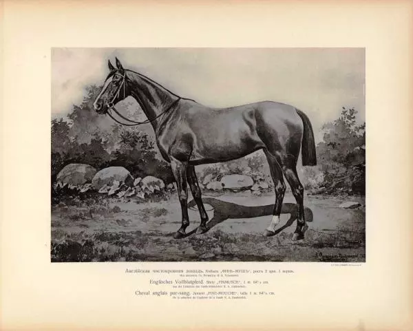 Н. Гулькевич - Типы и породы лошадей Российской Империи - Страница № 47