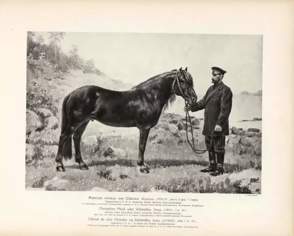 Н. Гулькевич - Типы и породы лошадей Российской Империи - Страница № 57