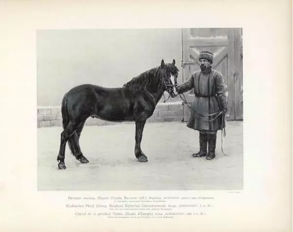 Н. Гулькевич - Типы и породы лошадей Российской Империи - Страница № 59