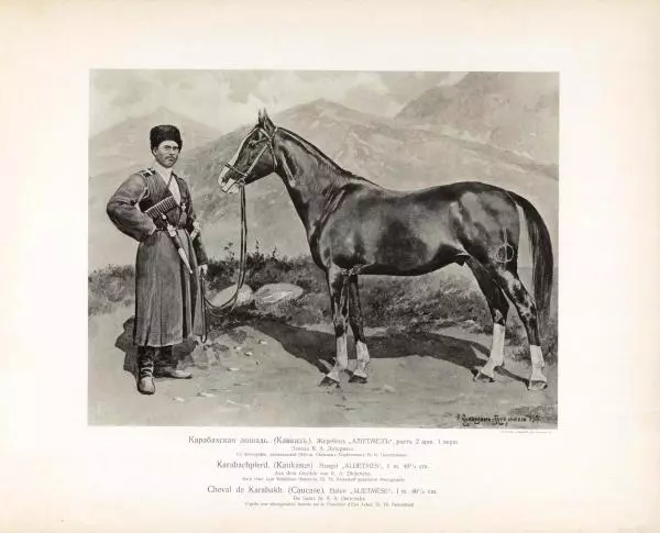 Н. Гулькевич - Типы и породы лошадей Российской Империи - Страница № 75