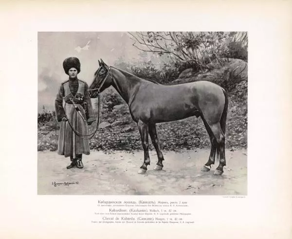 Н. Гулькевич - Типы и породы лошадей Российской Империи - Страница № 77
