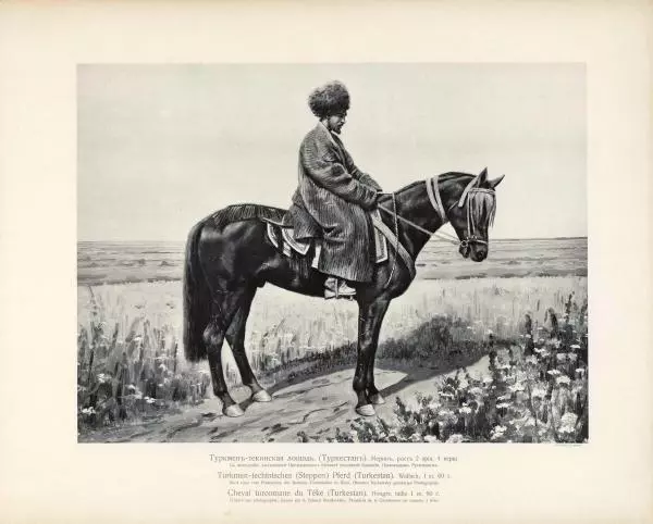 Н. Гулькевич - Типы и породы лошадей Российской Империи - Страница № 79