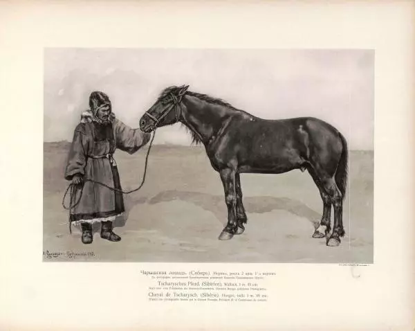 Н. Гулькевич - Типы и породы лошадей Российской Империи - Страница № 93