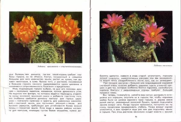 Ирина Залетаева - Книга о кактусах - Страница № 39