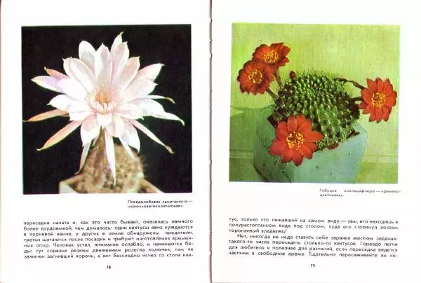 Ирина Залетаева - Книга о кактусах - Страница № 41
