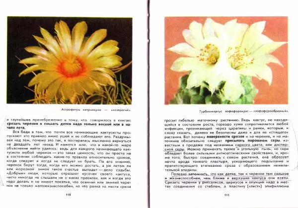 Ирина Залетаева - Книга о кактусах - Страница № 57
