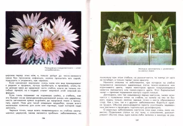 Ирина Залетаева - Книга о кактусах - Страница № 80