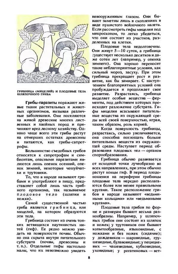 Фёдор Фёдоров - Грибы - Страница № 11