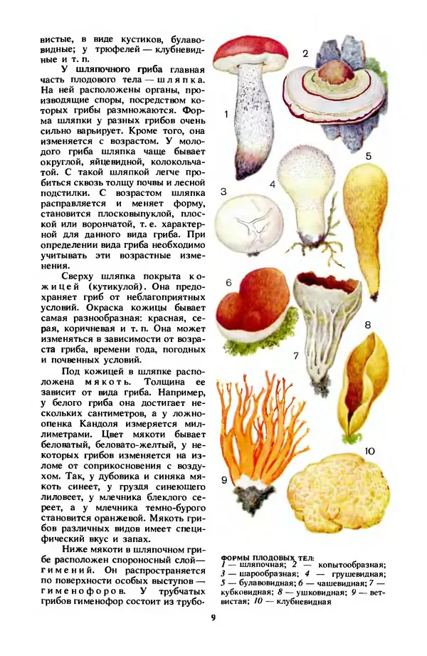 Фёдор Фёдоров - Грибы - Страница № 12